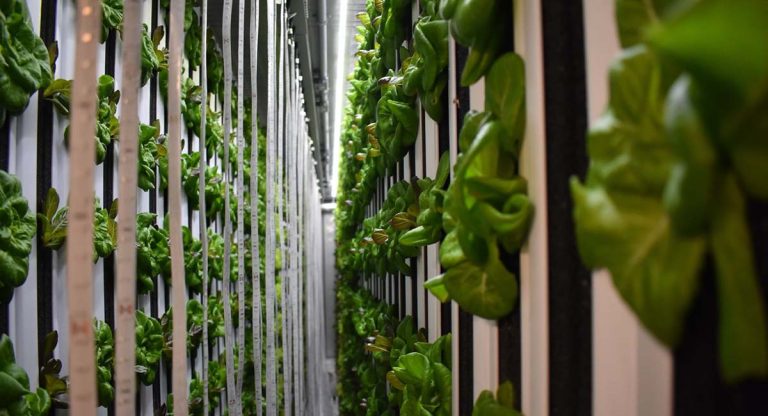 hydroponics farm
