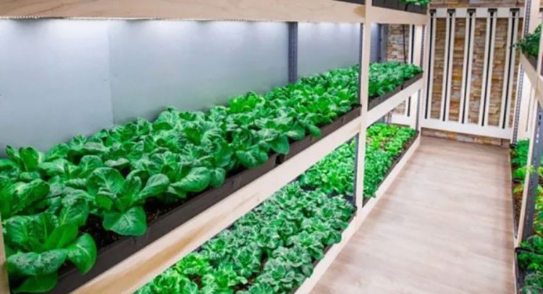 hydroponics farming